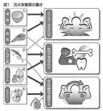 五大栄養素の働き